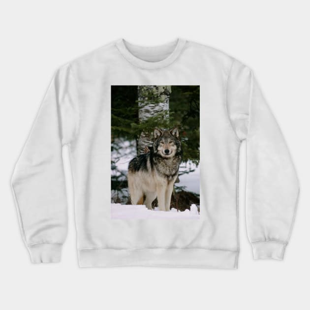 Grey wolf (Z932/0179) Crewneck Sweatshirt by SciencePhoto